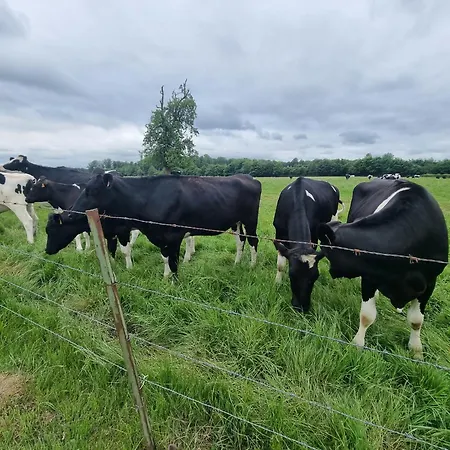 Les Terres De Marie - Le Chene Et Le Hetre