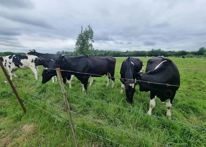 Les Terres De Marie - Le Chene Et Le Hetre